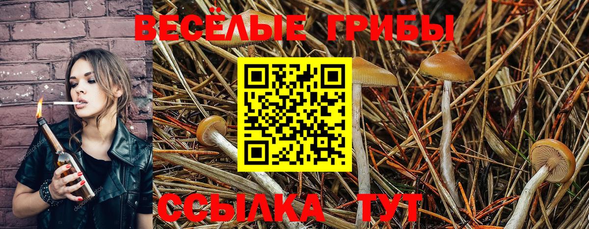 Галлюциногенные грибы GOLDEN TEACHER Чернушка